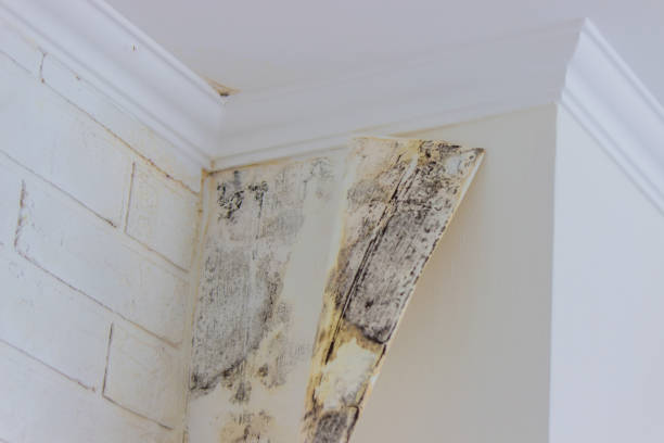 Mold Remediation for Vacation Homes in Grosse Pointe, MI